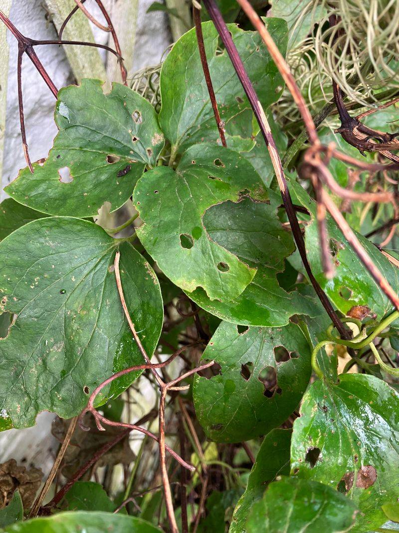 Pest Infestations