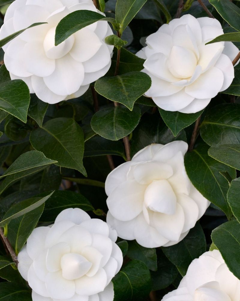Camellia Japonica ‘Nuccio’s Gem’