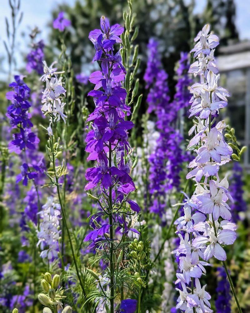 Larkspur