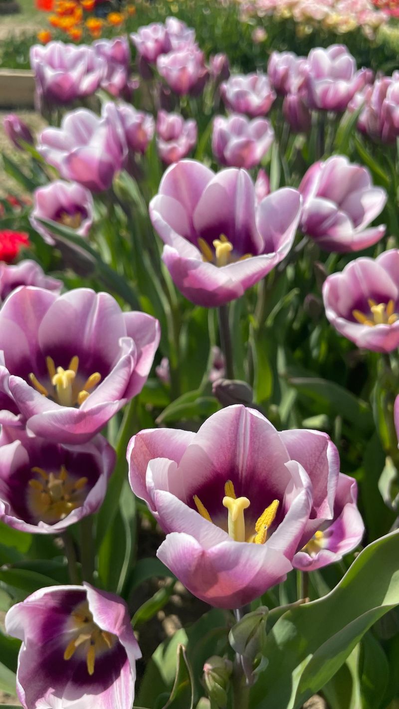 Pollinator Friendly