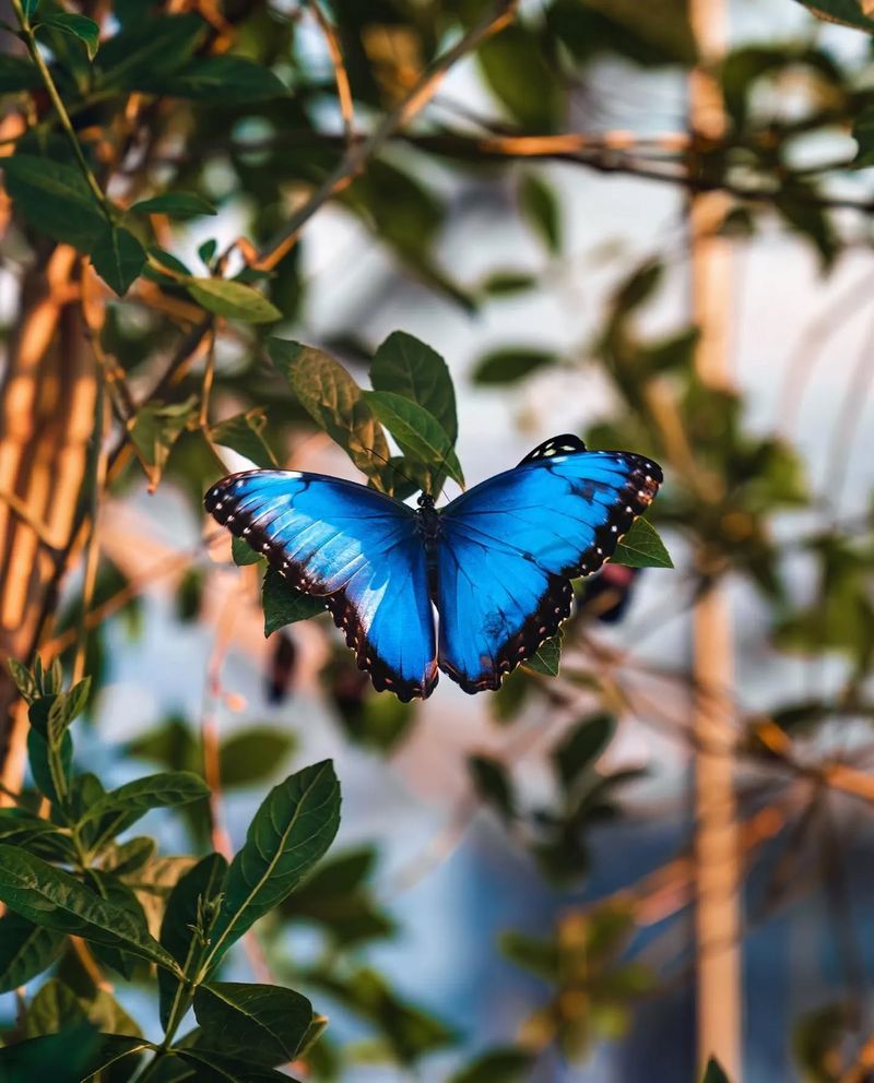 Butterfly Predator Presence