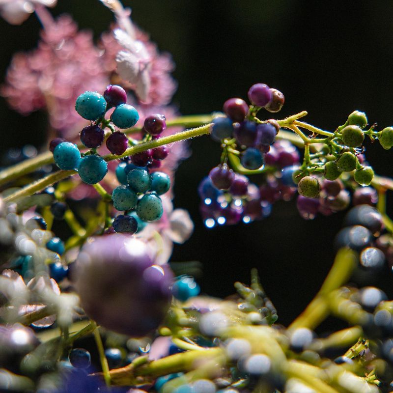 Porcelain Berry