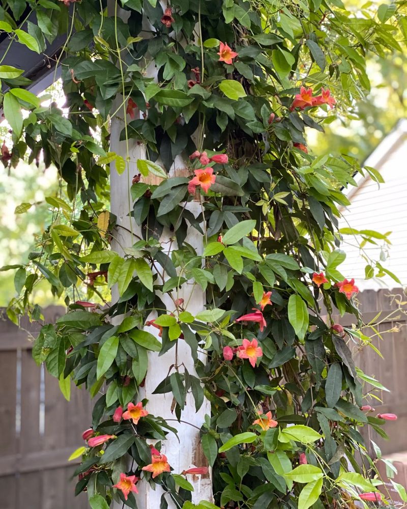 Honeysuckle