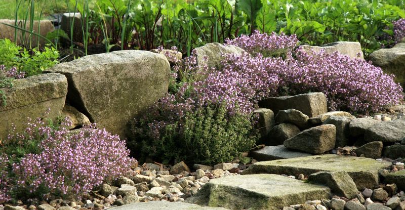 Creeping Thyme