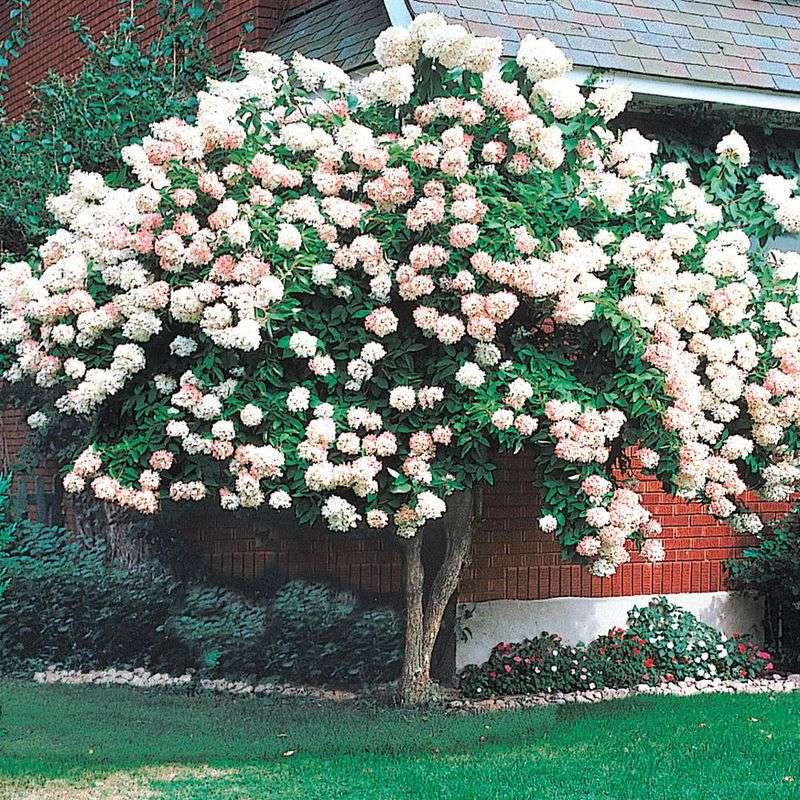 PeeGee Hydrangea (Hydrangea paniculata 'Grandiflora')
