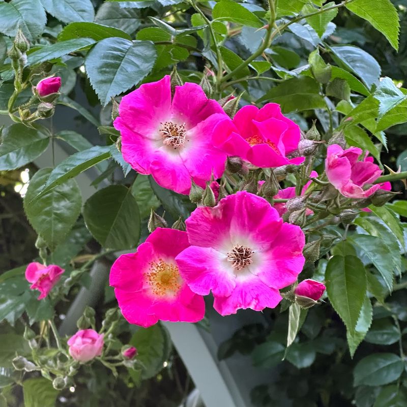 American Pillar: The Brief Beauty