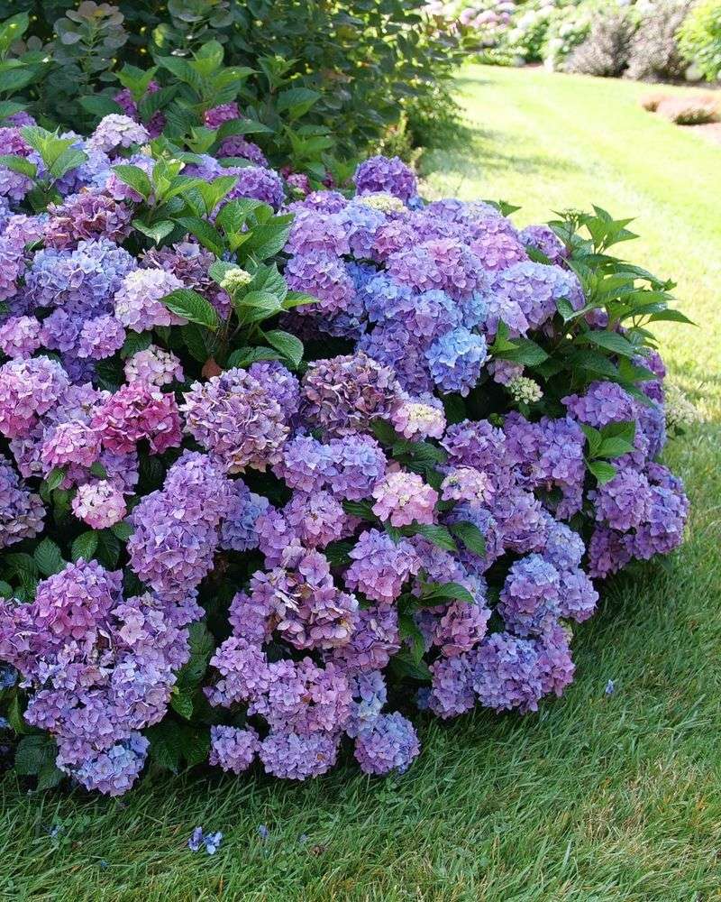 Bigleaf Hydrangeas