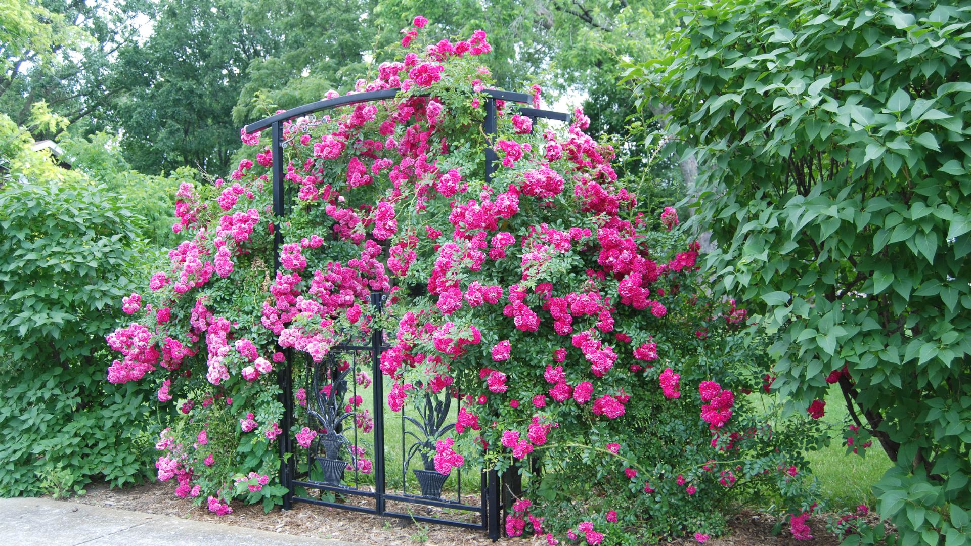 climbing roses