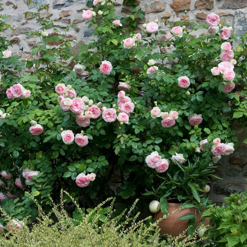 Eden Climber: The Bloomless Beauty