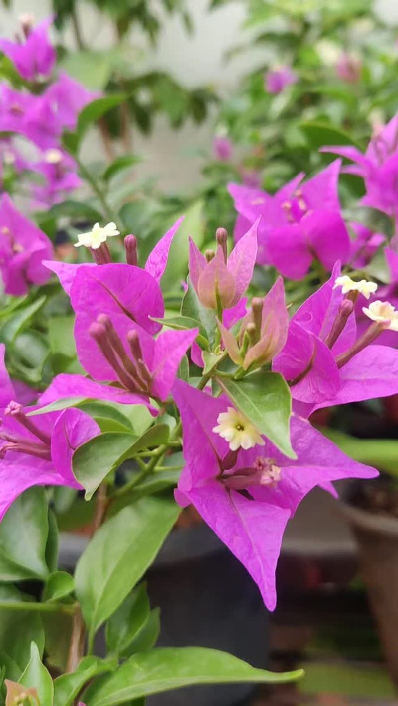 Bougainvillea