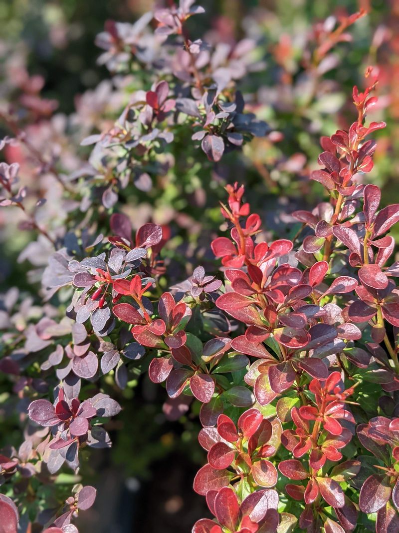 Bearberries: The Ground-Hugging Survivors