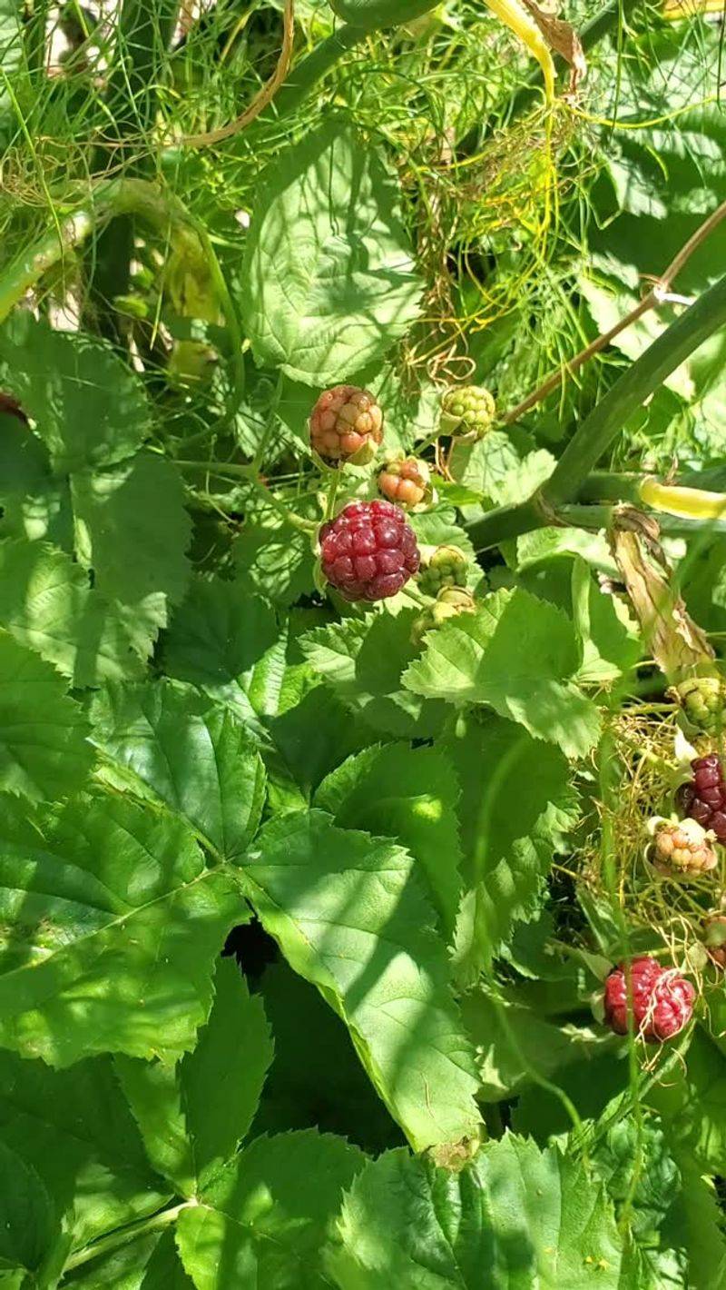 Boysenberries
