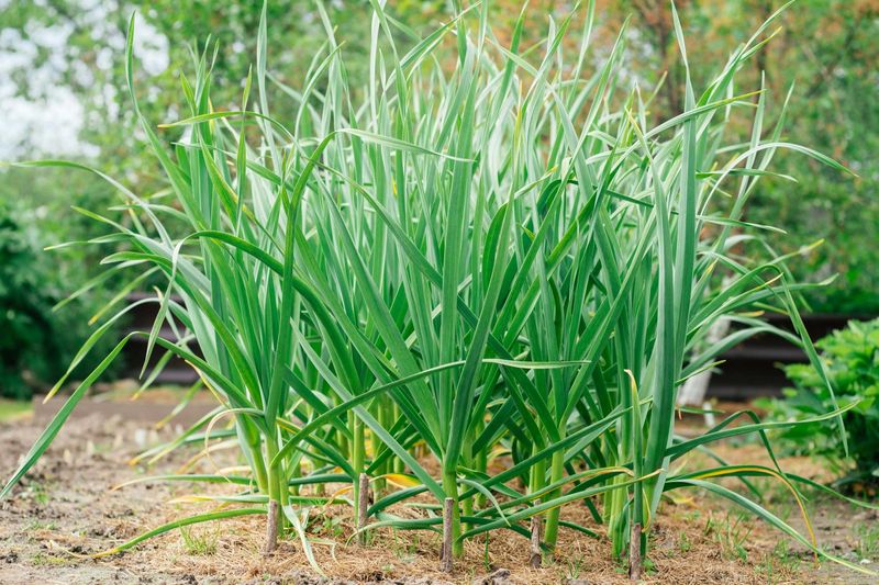 Garlic Repels Orchard Pests