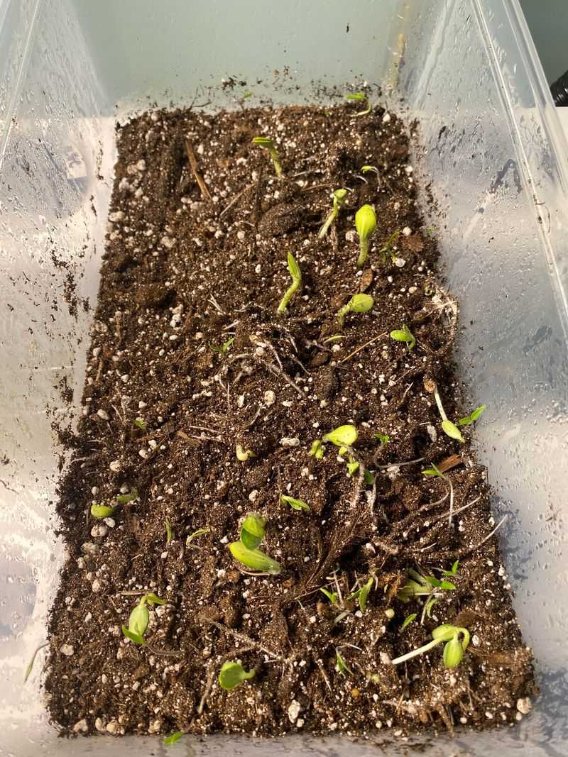 Weed-Infused Compost Activator