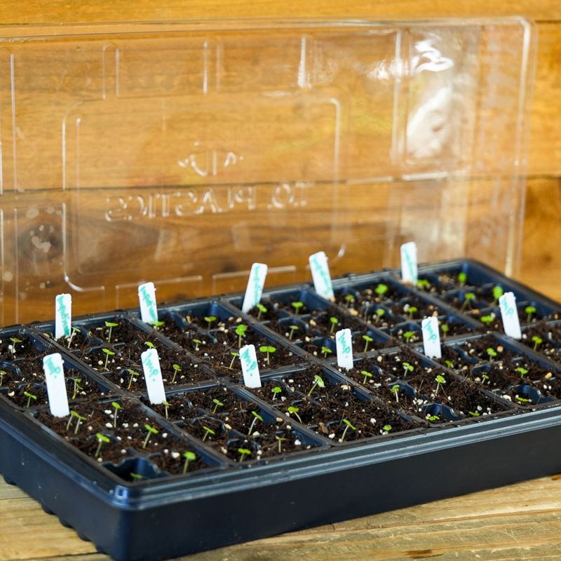 Mini Greenhouse Protection