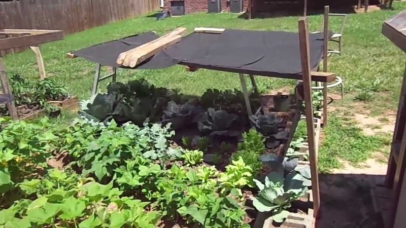 Planting In Summer Heat