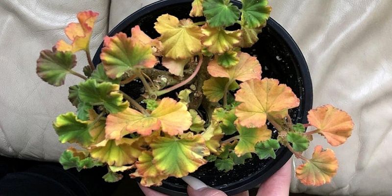 Foliar Feeding For Quick Recovery