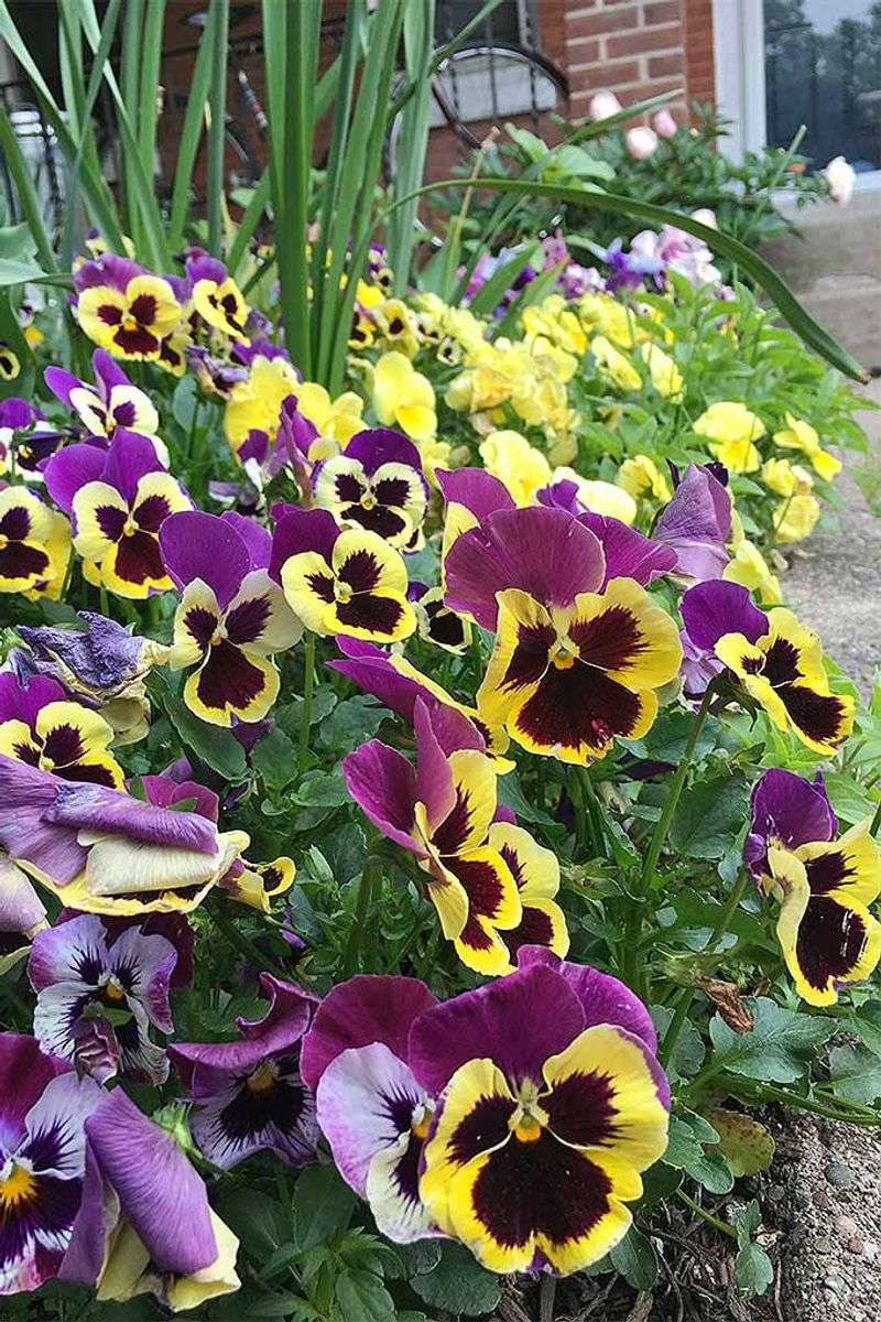 Plant In Waves For Non-Stop Color