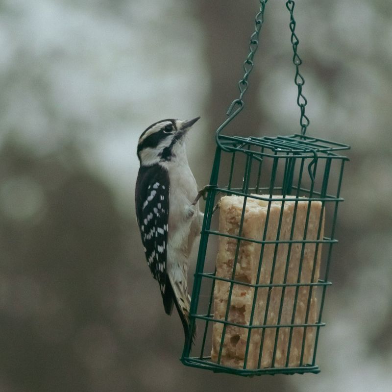 Mesh Produce Bags as Suet Holders
