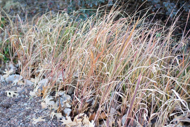 Cogongrass