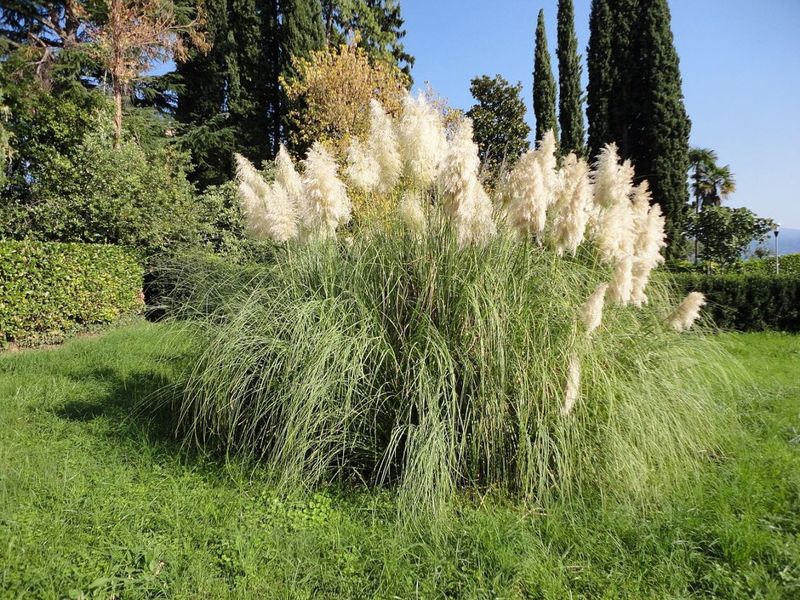Pampas Grass