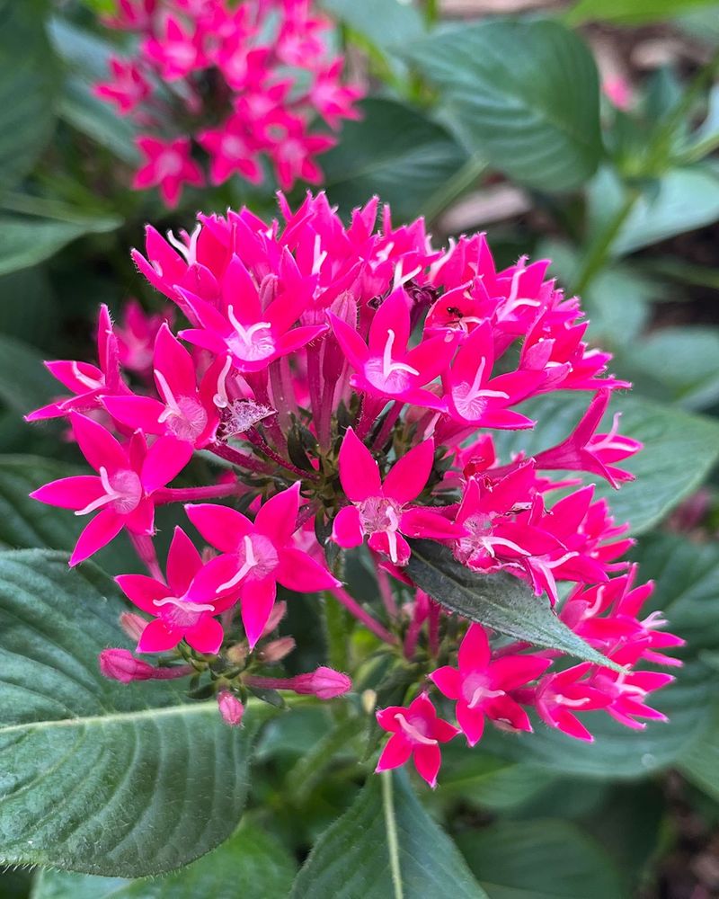 Pentas