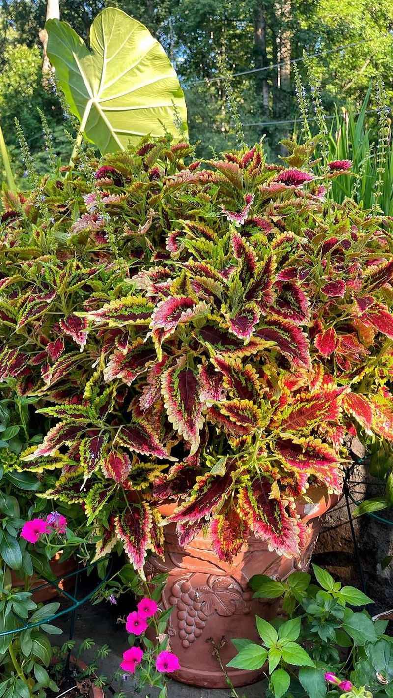 Coleus