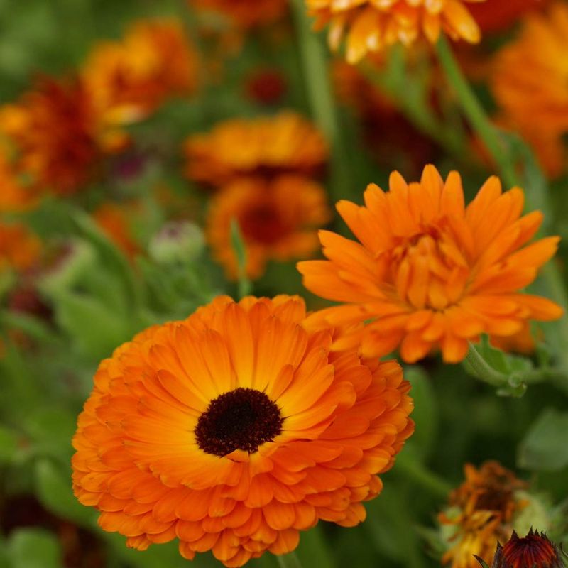 Calendula