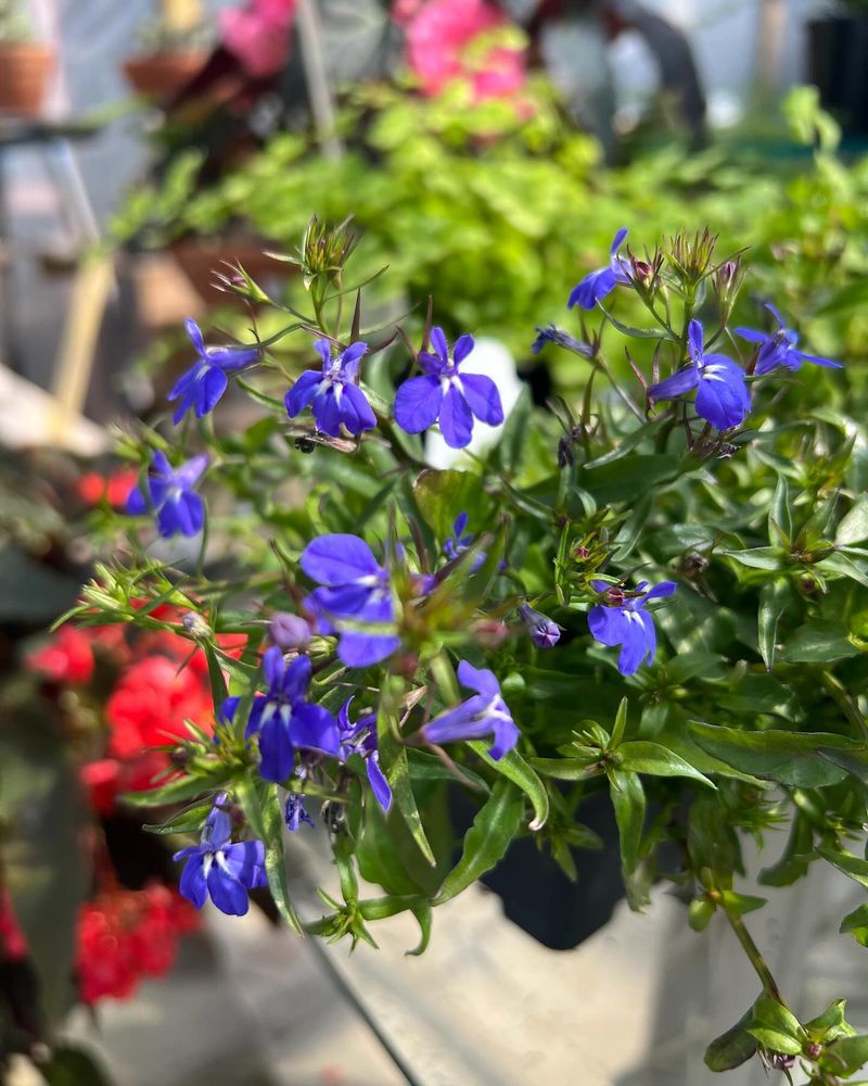 Lobelia
