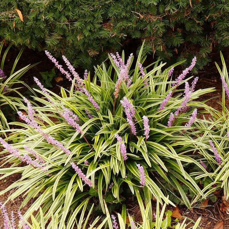 Variegated Liriope