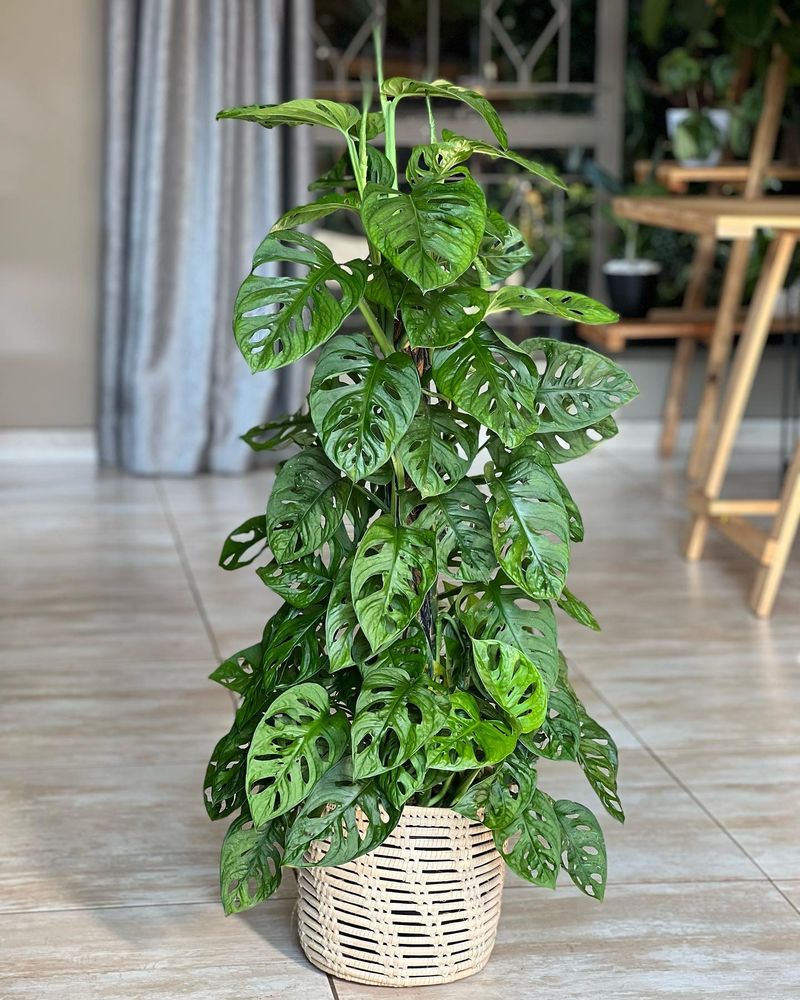 Monstera Adansonii (Swiss Cheese Vine)