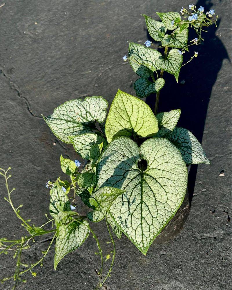 Brunnera (Siberian Bugloss)