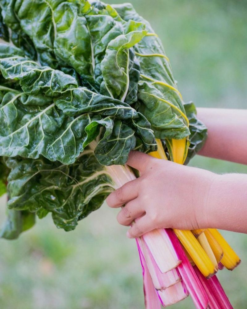 Swiss Chard
