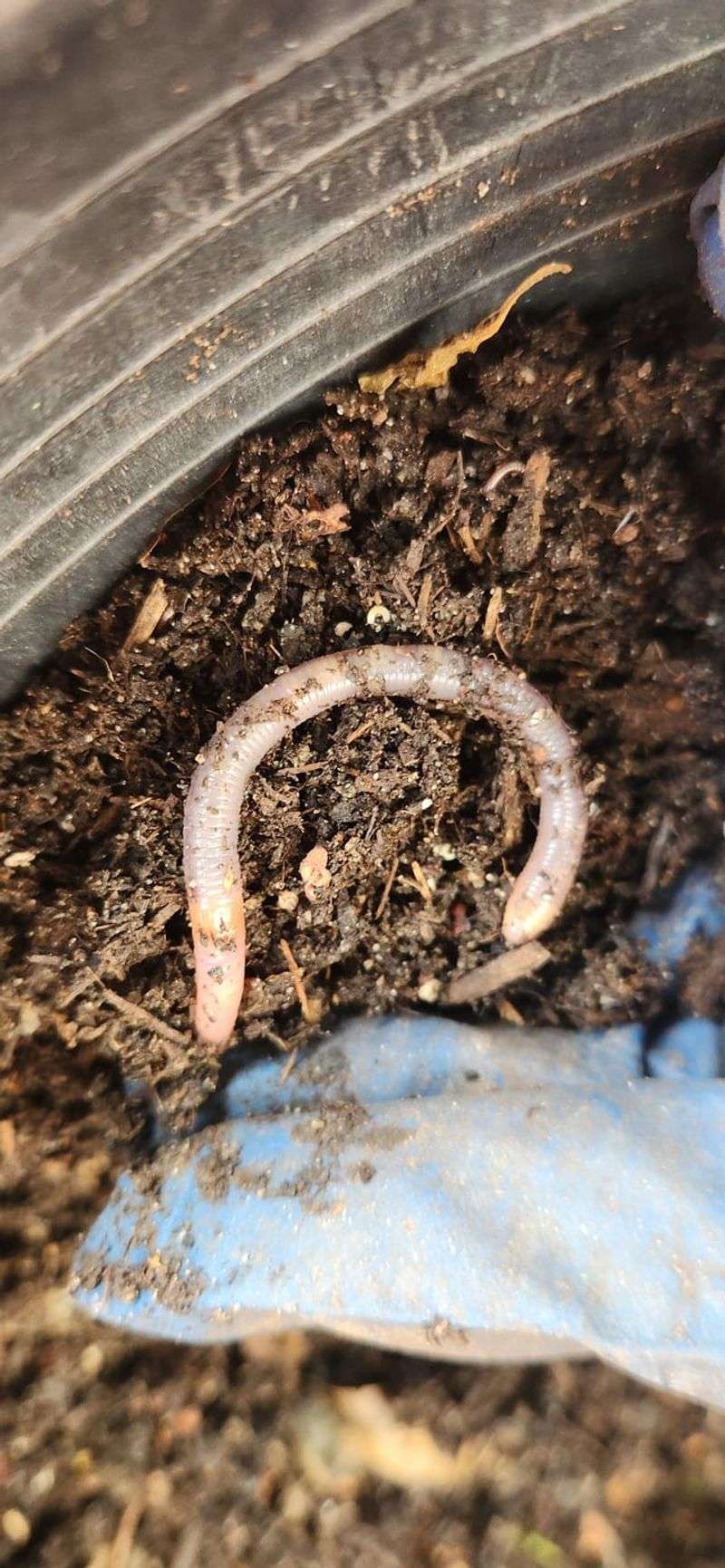 Invite Worms With Simple Feeding