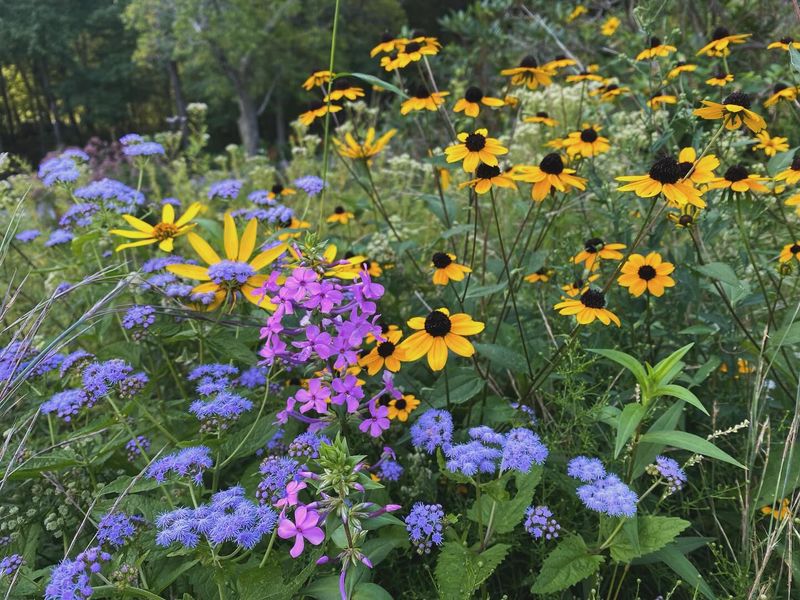 Planting Diverse Native Species