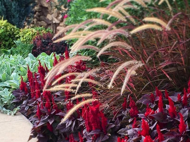 Graceful Ornamental Grasses For Movement