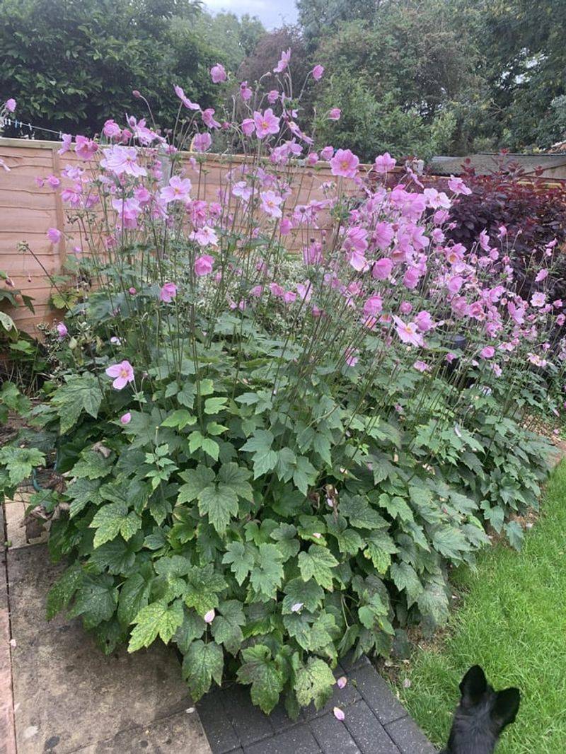 Japanese Anemone