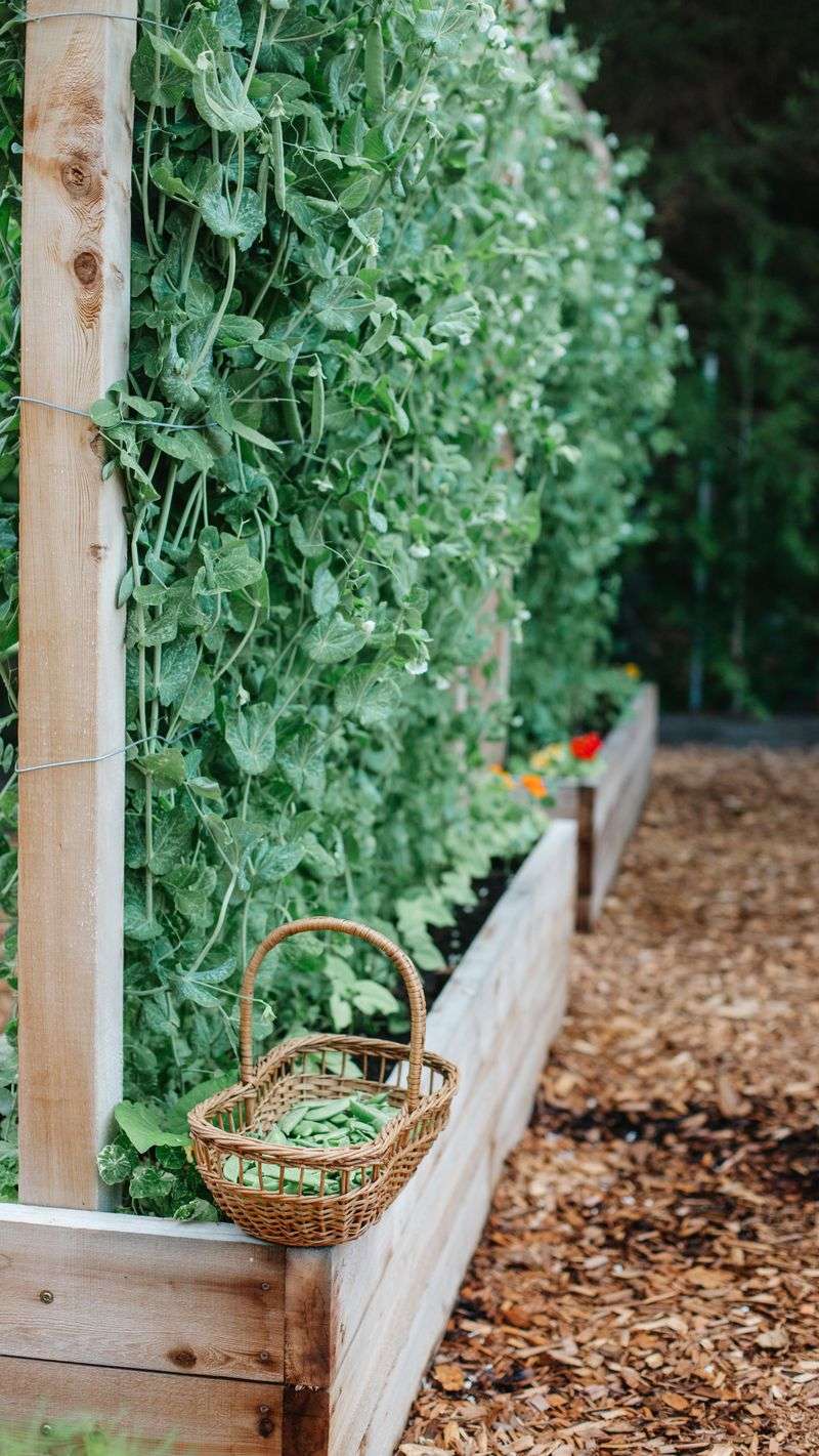 Sugar Snap Peas