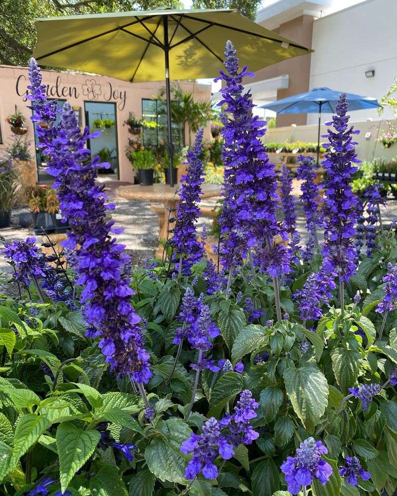 Salvia