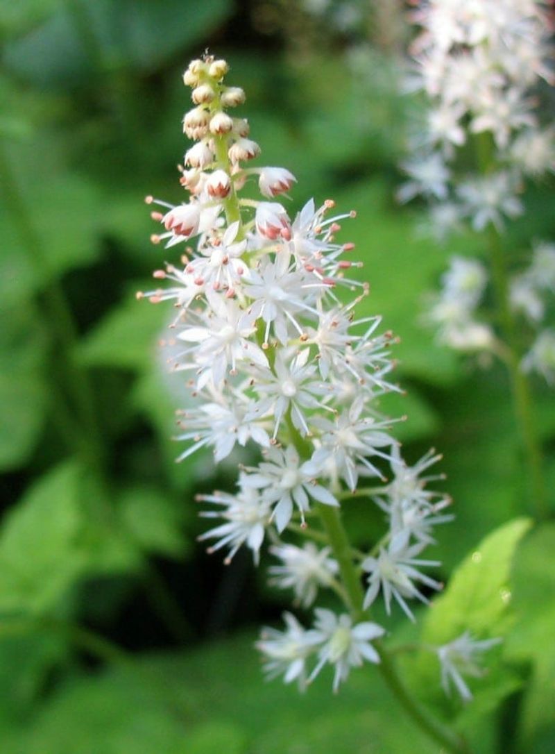Foam Flower