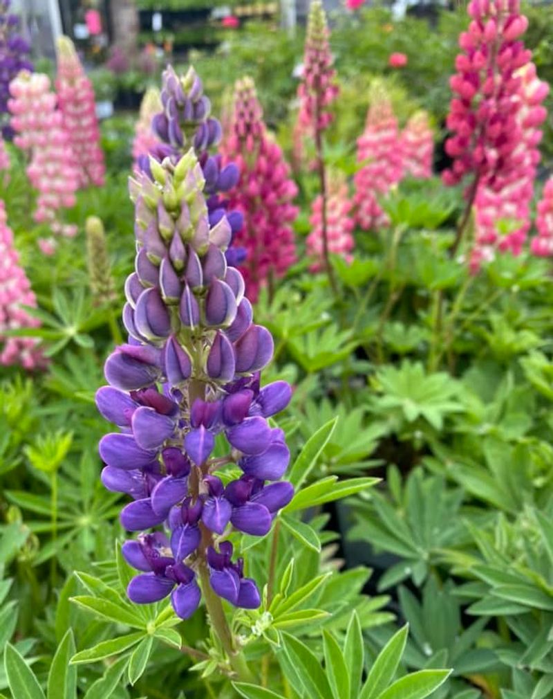 Lupine