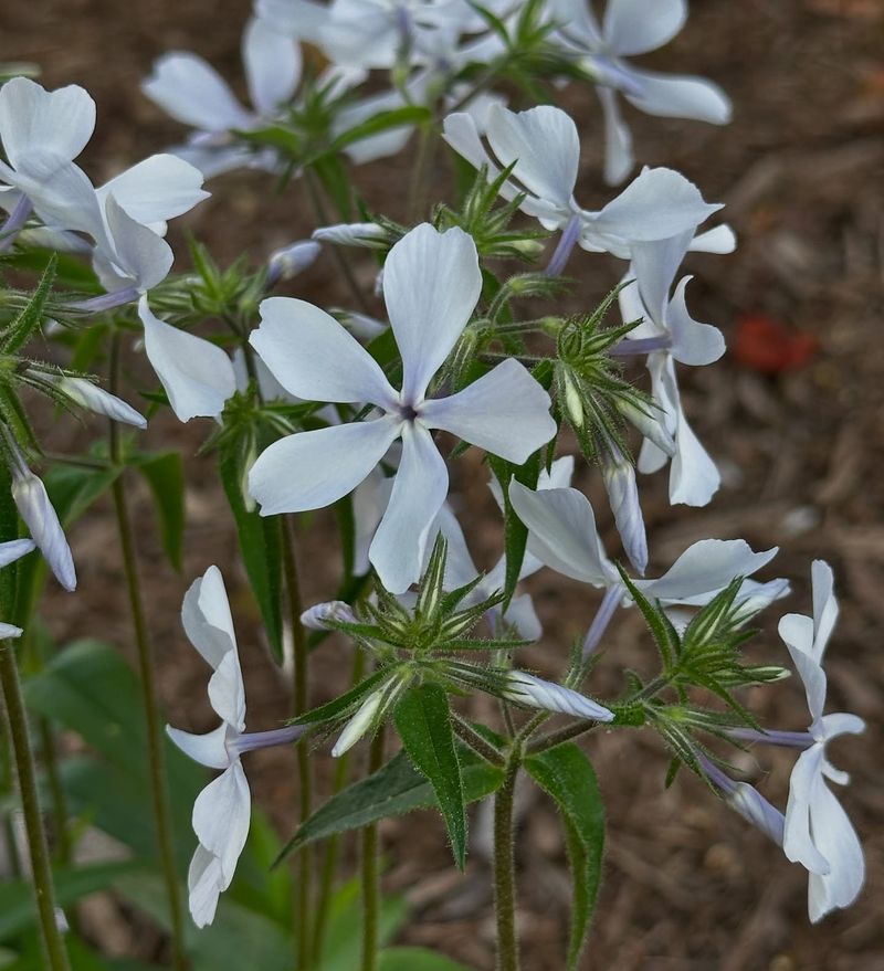 Woodland Phlox