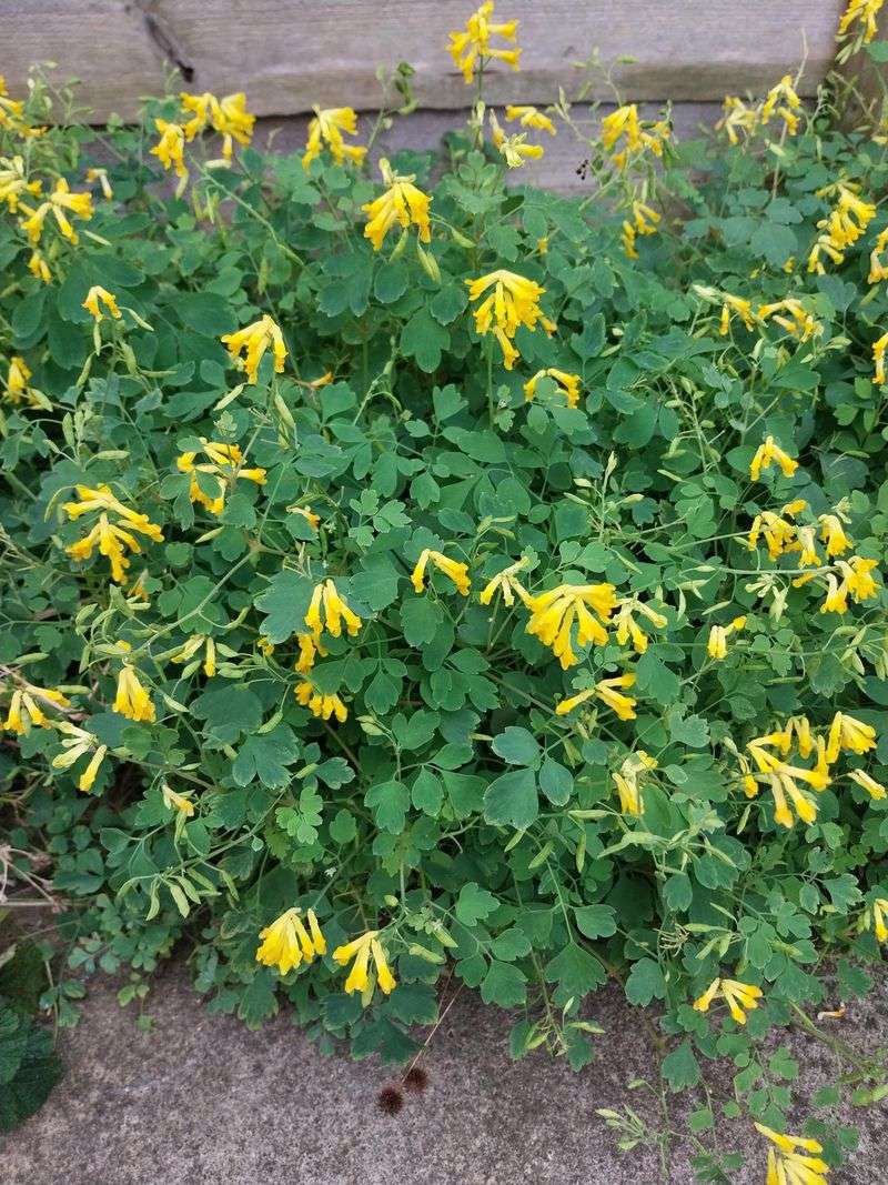 Corydalis