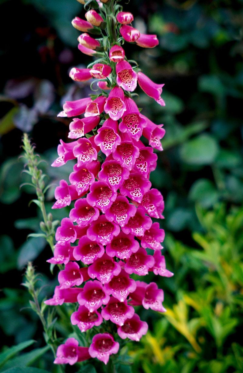 Foxglove's Disappearing Act