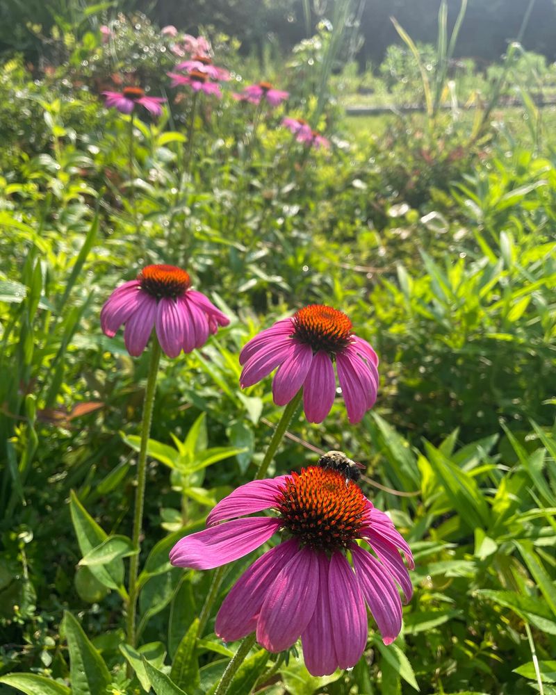 Coneflowers: Native Beauties That Need Nudging
