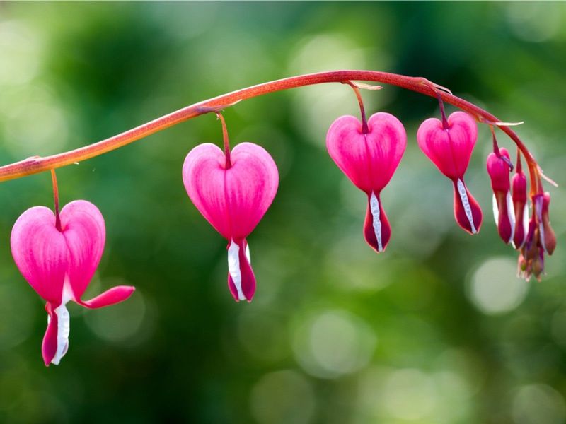 Bleeding Heart: The Vanishing Act