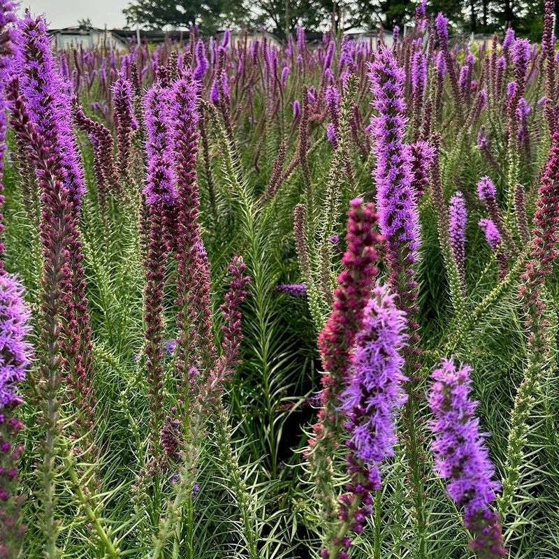 Liatris: The Blazing Star of Summer