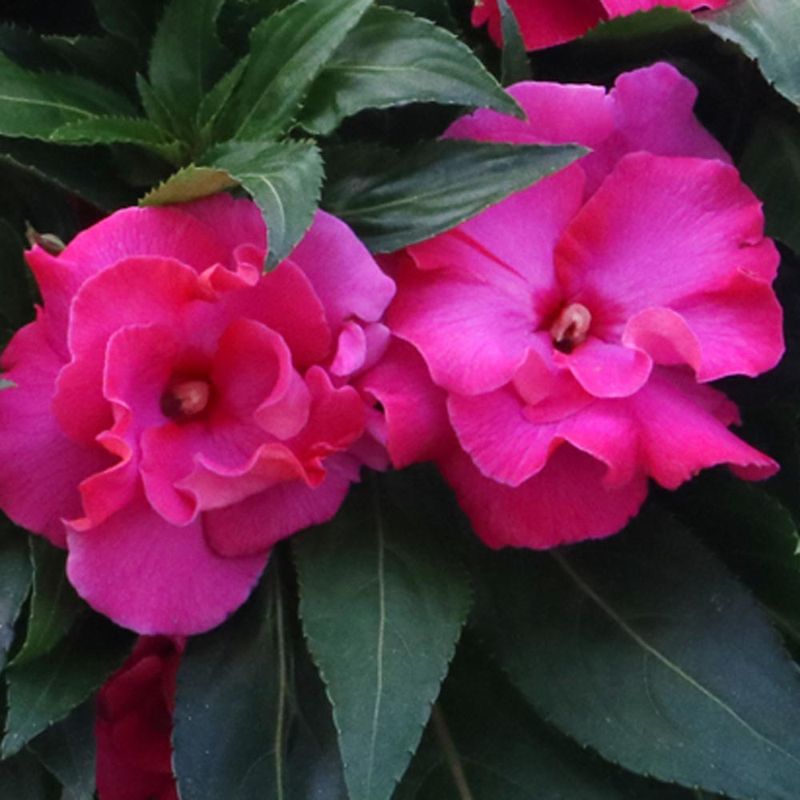 New Guinea Impatiens