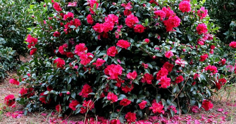 Camellias Share Similar Cultural Needs