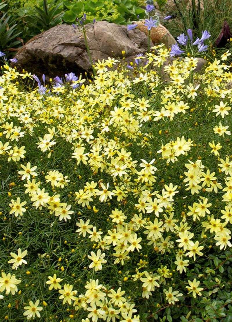 Coreopsis Delivers Non-Stop Color